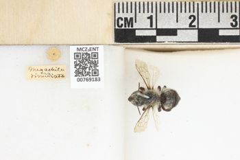 Media type: image;   Entomology 769183 Aspect: labels